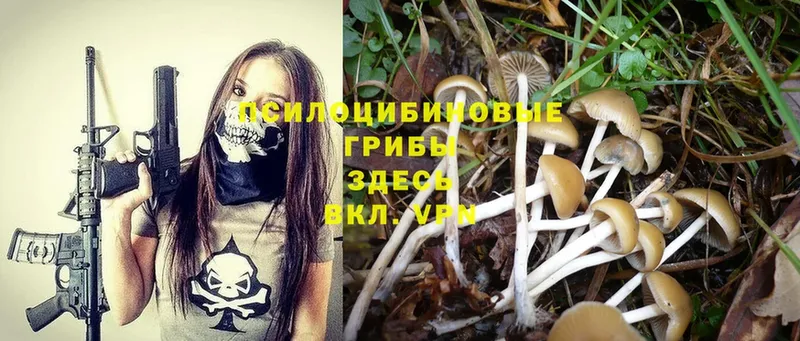 Псилоцибиновые грибы Psilocybe  нарко площадка какой сайт  Кедровый 